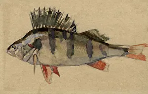 Perch Prints: Perch, 1920. Creator: A. G. Vargin