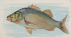 Lindner Eddy Claus Prints: Perch, from the Fish from American Waters series (N8) for Allen &amp