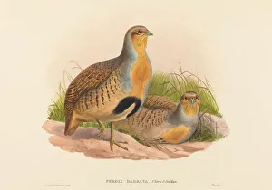 Partridges Prints: Perdix barbata (Daurian Partridge). Creators: John Gould, Henry Constantine Richter