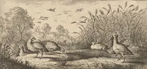 Albert Flamen Gallery: Perdix rubra, Perdix rouge (The Red-Legged Partridge): Livre d Oyseaux (Book of Birds