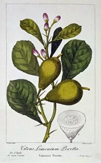 Peretta Lemon, pub. 1836. Creator: Panacre Bessa (1772-1846)