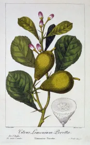 Plant Plants Prints: Peretta Lemon, pub. 1836. Creator: Panacre Bessa (1772-1846)