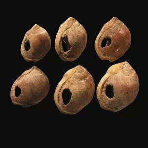 Blombos Cave Gallery: Perforated shell beads from Blombos Cave, South Africa. The oldest artifact of mankind, 70th millenn