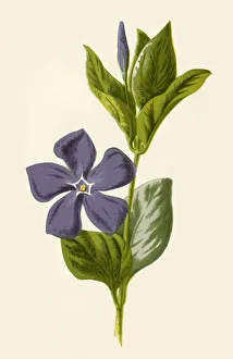Alternative Medicine Gallery: Periwinkle, 1877. Creator: Frederick Edward Hulme