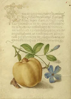 Bocskay Georg Prints: Periwinkle, Apple, and Lizard; Mira calligraphiae monumenta