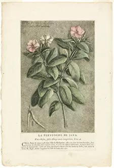 Dagoty Jacques Fabien Gallery: The Periwinkle of Java, from Collection of Usual, Curious, and Foreign Plants, 1767