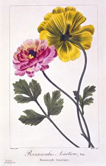 Plant Plants Prints: Persian Buttercup, pub. 1836. Creator: Panacre Bessa (1772-1846)