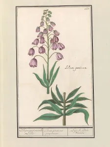 Deck Paint Prints: Persian lily (Fritillaria persica), 1596-1610. Creators: Anselmus de Boodt, Elias Verhulst