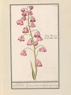 Deck Paint Prints: Persian lily (Fritillaria persica), 1596-1610. Creators: Anselmus de Boodt, Elias Verhulst
