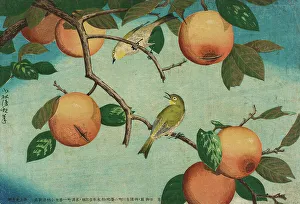 Birdsong Prints: Persimmons and White-Eyes, 1880. Creator: Kobayashi Kiyochika