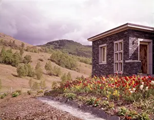 Tulipa Prints: Perthshire, Scotland, c1955. Creator: Arthur Charles Kirby Ware