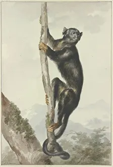 1750s Prints: A Peruvian Spider Monkey (Ateles chamek), 1759. Creator: Aert Schouman