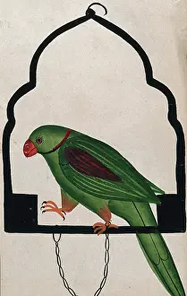 Chained Prints: Pet parrot on a perch. Creator: Unknown