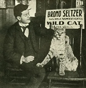 George Newnes Ltd Gallery: A Pet Wild Cat, . Creator: Unknown