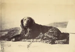 Peter, 1860. Creator: Alfred Capel-Cure