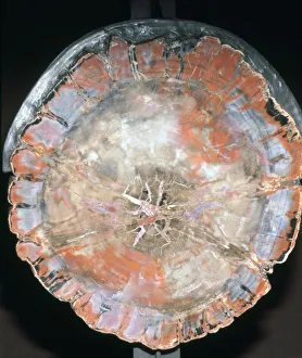 Arizona Collection: Petrified Wood