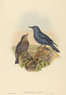Petrocossyphus cyanus (Blue Rockthrush). Creators: John Gould, Henry Constantine Richter