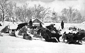 Russian Federation Prints: Petropavlovsk-Kamchatsky in winter; dog sleds against the backdrop of the Peter and Paul