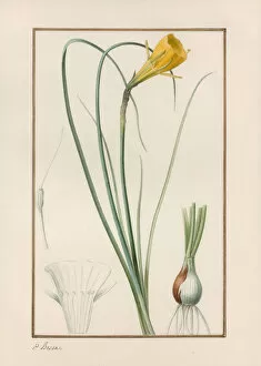 Petticoat daffodil (Narcissus bulbocodium)
