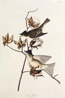 Audubon Gallery: Pewit Flycatcher. From The Birds of America, 1827-1838. Creator: Audubon