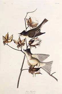 Pewit Flycatcher. From The Birds of America, 1827-1838. Creator: Audubon