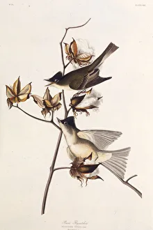 Audubon Prints: Pewit Flycatcher. From The Birds of America, 1827-1838. Creator: Audubon