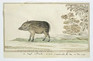 Sketch Book Prints: Phacochoerus aethiopicus aethiopicus (Cape warthog), 1778. Creator: Robert Jacob Gordon