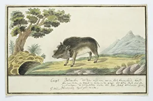 Sketch Book Prints: Phacochoerus aethiopicus aethiopicus (Cape warthog), c.1778. Creator: Robert Jacob Gordon
