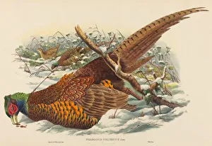 Phasianus colchicus (Ring-necked Pheasant). Creators: John Gould, William Matthew Hart