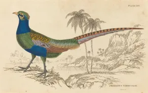Lizars William Home Prints: Phasianus Versicolor. Creator: William Home Lizars
