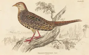 Lizars William Home Prints: Phasianus Versicolor - Female. Creator: William Home Lizars