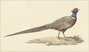 Pheasant Prints: Pheasant, 1759-1842. Creator: Pieter Bartholomeusz. Barbiers