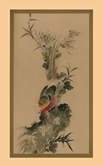Chinese School Gallery: Pheasant, 1832, (1886). Artist: Witherby & Co
