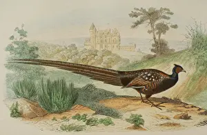 Pheasant, 1856. Creator: Edouard Travies