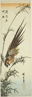 Pheasant Prints: Pheasant and bamboo, 1840s. Creator: Ando Hiroshige