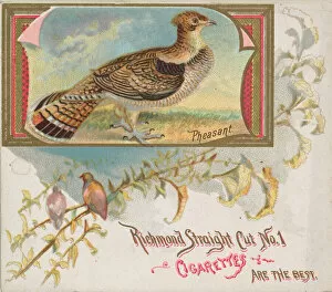 Images Dated 6th November 2020: Pheasant, from the Game Birds series (N40) for Allen & Ginter Cigarettes, 1888-90