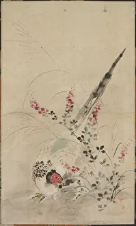 Pheasant and Grasses, late 17th-early 18th century. Creator: Ogata Korin (Japanese