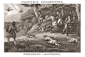 Pheasant Prints: Pheasant-Hawking, (1924). Creator: Unknown