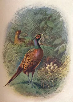 Gamebird Prints: Pheasant - Phasia nus col chicus, c1910, (1910). Artist: George James Rankin