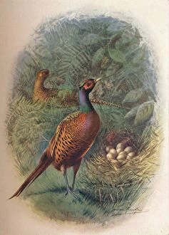 Birds And Their Nests Collection: Pheasant - Phasia nus col chicus, c1910, (1910). Artist: George James Rankin