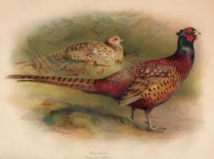 Charles Dixon Prints: Pheasant (Phasianus colchicus), 1900, (1900). Artist: Charles Whymper