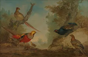 Pheasant Prints: Pheasants, 1730-1760. Creator: Aert Schouman