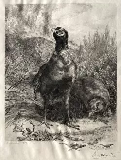 The Pheasants, 1899. Creator: Felix Bracquemond (French, 1833-1914)