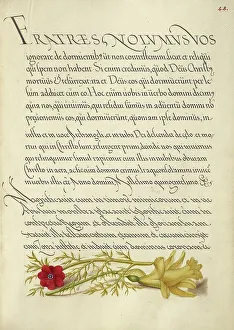 Pheasant's Eye and Buttercup; Mira calligraphiae monumenta, 1561-1562; illumination added 1591-1596. Creator: Joris Hoefnagel