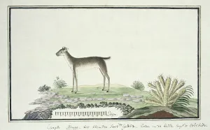 Watercolor Paint Prints: Philantomba monticola (Blue duiker), 1777-1786. Creator: Robert Jacob Gordon