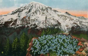 Mount Rainier Prints: The Phlox on Mount Rainier, c1916. Artist: Romans Photographic Company