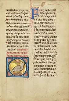 Phoenix Prints: A Phoenix; De Natura Avium; De Pastoribus et Ovibus; Bestiarium