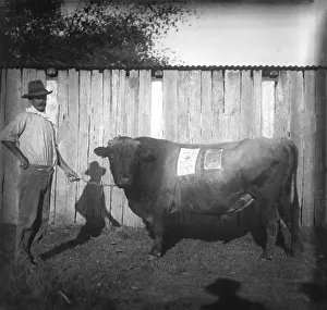 Lestrange Robert Augustus Henry Prints: Photo of farmer with a bull - poster about Jenolan Caves stuck on the bull, c1900s