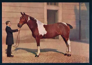 Penrose Prints: A photograph of a horse taken with a Zeiss Tessar lens, c1908. Artist: Franz Kuhn