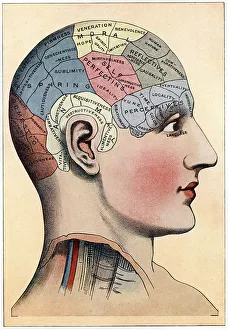 Human Prints: Phrenology chart, showing presumed areas of activity of the brain, c1920